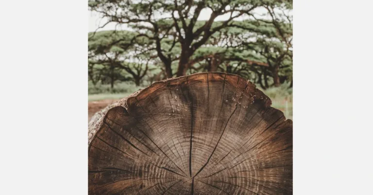 Close-up of Acasia Wood and tree.